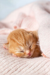 A newborn British Shorthair kitten in a blanket