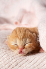 A newborn British Shorthair kitten in a blanket