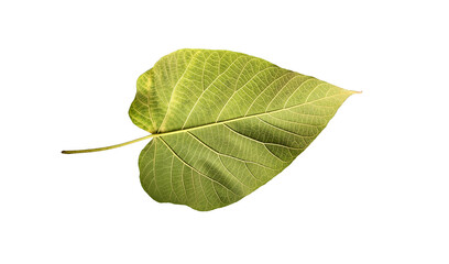 Obraz premium Bottom side of a heart-shaped broad leaf of a paulownia tree 