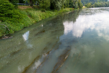 A serene river scene with lush greenery and reflective water, capturing the beauty of nature's tranquility and ecosystems.