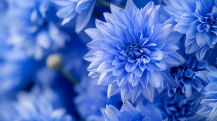 Obraz premium blue blooms upfront; hazy blue blossoms behind