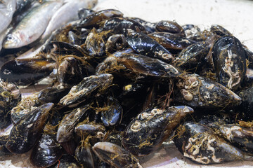 Large fresh live mussels freshly catched in Atlantic Ocean, at fish market in Andalusia, Spain