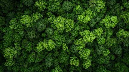  A group of trees, situated in the heart of a forest, gaze downwards at their crowns