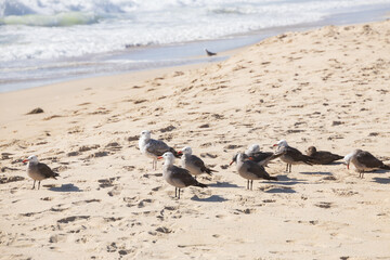 Seagulls in the sand on the beach
