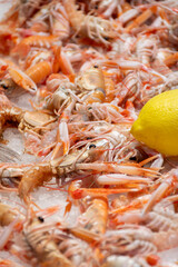 Assortment of fresh daily catch of prawns, seashells, molluscs on ice on fish market in Brittany, France, English translation: differens French names of seafood