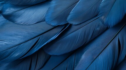  A tight shot of a blue bird's back feathers, teeming with numerous plumes