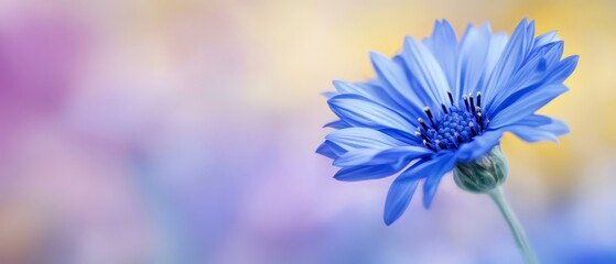 Obraz premium close-up image of a blue flower against a softly blurred background, with gentle blur to suggest a field of flowers beyond