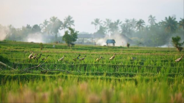 ducks in a rice terraces in Ubud, Bali. Ducks provide natural fertilizer in farming in fields Indonesia.