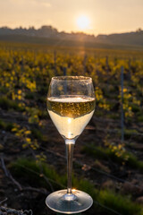 Tasting of grand cru sparkling brut white wine champagne on sunny vineyards of Cote des Blancs in village Cramant, Champagne, France, glass of wine on vineyard