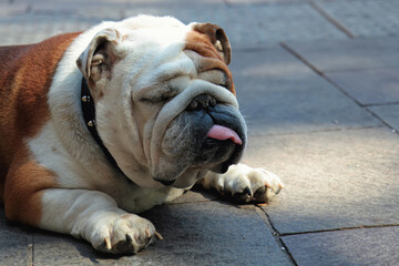 Le bulldog anglais fait la pose photo pendant la sieste et tire la langue
