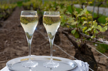 Tasting of brut champagne sparkling wine outdoor with view on pinot noir gran cru vineyards of famous champagne houses in Montagne de Reims by Verzenay, Champagne, France