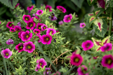 A blooming Calibrachoa flower on a flowerbed in the garden close-up