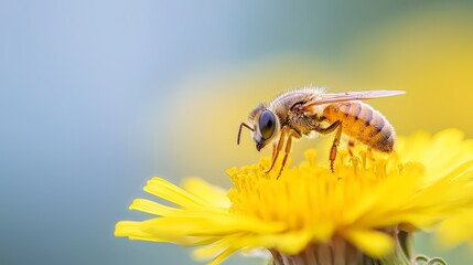  A tight shot of a bee on a dandelion against a blue backdrop