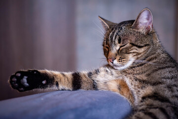 A beautiful gray cat is lying on the couch on a gray background. Close-up