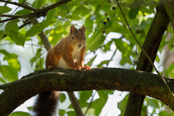 Cute and playful squirrel. Amazing small and cute animal. Very fast, jumping from one tree to another. Eating seeds and nuts. Red, orange or brown furry rodent. Natural cutie, lovely animal.