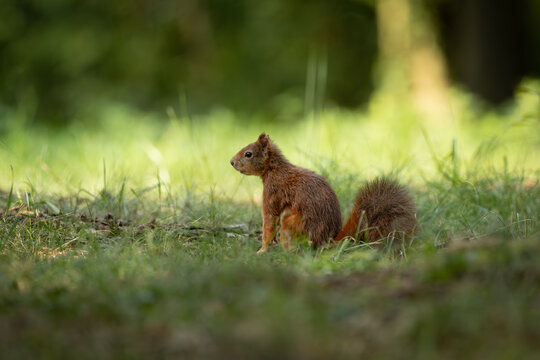 Cute and playful squirrel. Amazing small and cute animal. Very fast, jumping from one tree to another. Eating seeds and nuts. Red, orange or brown furry rodent. Natural cutie, lovely animal.