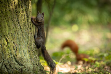 Cute and playful squirrel. Amazing small and cute animal. Very fast, jumping from one tree to another. Eating seeds and nuts. Red, orange or brown furry rodent. Natural cutie, lovely animal.