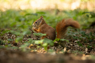 Cute and playful squirrel. Amazing small and cute animal. Very fast, jumping from one tree to another. Eating seeds and nuts. Red, orange or brown furry rodent. Natural cutie, lovely animal.