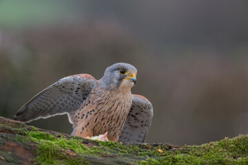 portrait of a common kestrel (Falco tinnunculus) perched on a trunk and green background