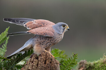 portrait of a common kestrel (Falco tinnunculus) perched on a trunk and green background