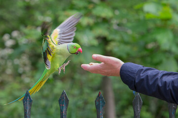Ringed Necked Parakeet being fed by hand in Hyde Park London, up close.