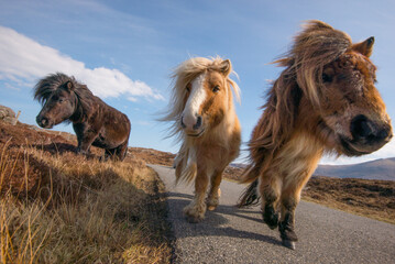 Adorable and cute Shetland Ponies, a world famous unique and hardy breed, outdoors on their native cliff tops of Northmavine, on a sunny day, Mainland, Shetland Islands, Scotland