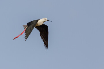 Black winged stilt up close in flight over a salt pan in Lanzarote, Canary Islands