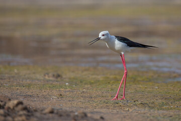 Cute water bird. Colorful nature background. Bird: Black winged Stilt (Himantopus himantopus). Close up Isolated Detail, Low point of view eye level