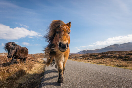 Two adorable and cute Shetland Ponies, a world famous unique and hardy breed, outdoors on their native cliff tops of Northmavine, on a sunny day, Mainland, Shetland Islands, Scotland