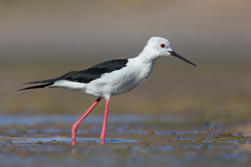 Cute water bird. Colorful nature background. Bird: Black winged Stilt (Himantopus himantopus). Close up Isolated Detail, Low point of view eye level