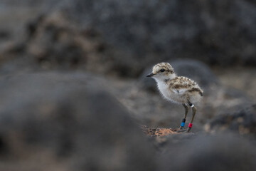 Baby Juvenile Ringed Plover (Charadrius hiaticula). This is a small plover that breeds in Arctic Eurasia. Bird on beach during migration. Wildlife scene of nature in Europe.