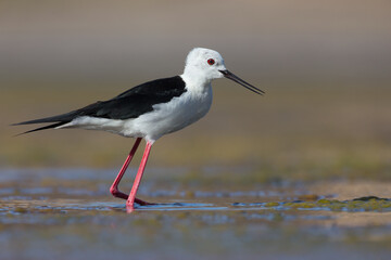 Cute water bird. Colorful nature background. Bird: Black winged Stilt (Himantopus himantopus). Close up Isolated Detail, Low point of view eye level