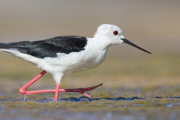 Cute water bird. Colorful nature background. Bird: Black winged Stilt (Himantopus himantopus). Close up Isolated Detail, Low point of view eye level