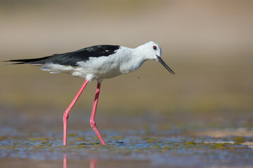 Cute water bird. Colorful nature background. Bird: Black winged Stilt (Himantopus himantopus). Close up Isolated Detail, Low point of view eye level