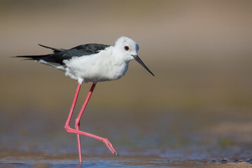 Cute water bird. Colorful nature background. Bird: Black winged Stilt (Himantopus himantopus). Close up Isolated Detail, Low point of view eye level