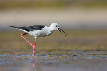 Cute water bird. Colorful nature background. Bird: Black winged Stilt (Himantopus himantopus). Close up Isolated Detail, Low point of view eye level