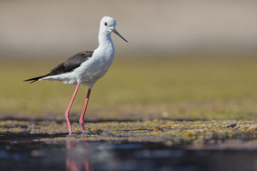 Cute water bird. Colorful nature background. Bird: Black winged Stilt (Himantopus himantopus). Close up Isolated Detail, Low point of view eye level