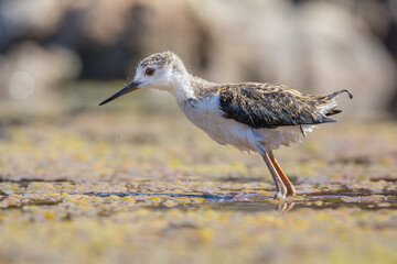 Juvenile Black-winged Stilt (Himantopus himantopus)Wading through Wetlands Closeup - Shallow Depth of Field