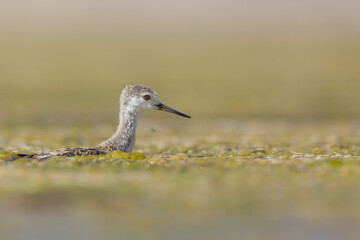 Juvenile Black-winged Stilt (Himantopus himantopus)Wading through Wetlands Closeup - Shallow Depth of Field