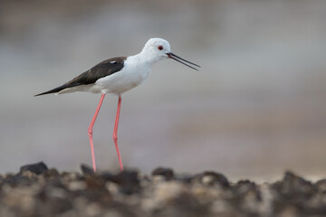 Cute water bird. Colorful nature background. Bird: Black winged Stilt (Himantopus himantopus). Close up Isolated Detail, Low point of view eye level