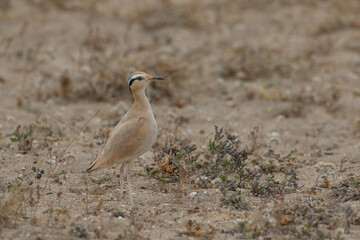 Cream-colored courser,Adult, Soo Desert, Lanzarote, Spain (Cursorius cursor)