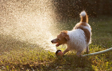Hyperactive excited pet dog plays with splashing water and bites, drinks it in the grass