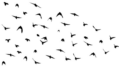 Flying birds silhouette flock. hand drawing. Not AI. Vector illustration.