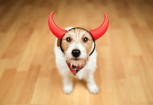 Face of a cute naughty jack russell terrier pet dog with halloween devil costume