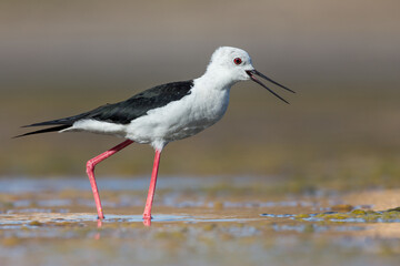 Juvenile Black-winged Stilt (Himantopus himantopus)Wading through Wetlands Closeup - Shallow Depth of Field