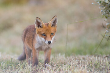 Baby red fox, vulpes vulpes, climbing on mossed stump in spring nature. Young orange mammal looking to the camera in open grassland, in a park in the United Kingdom
