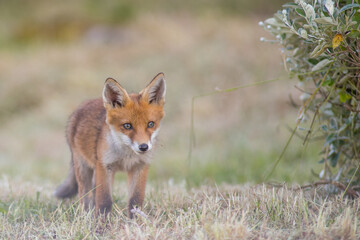 Baby red fox, vulpes vulpes, climbing on mossed stump in spring nature. Young orange mammal looking to the camera in open grassland, in a park in the United Kingdom