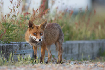 Red Fox (Vulpes Vulpes) in household garden