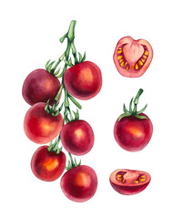 Watercolor cherry tomato on a branch. Hand drawn tomato isolated. Watercolor tomato plant for food design, textile, fabric, menu, restaurant and other. Tomato vegetable.