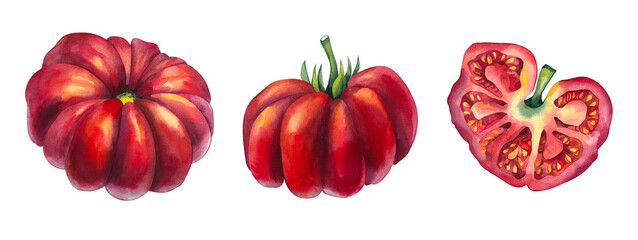 Watercolor tomato set. Hand drawn tomato isolated. Watercolor tomato plant for food design, textile, fabric, menu, restaurant and others. Tomato vegetable. © SashaKondr